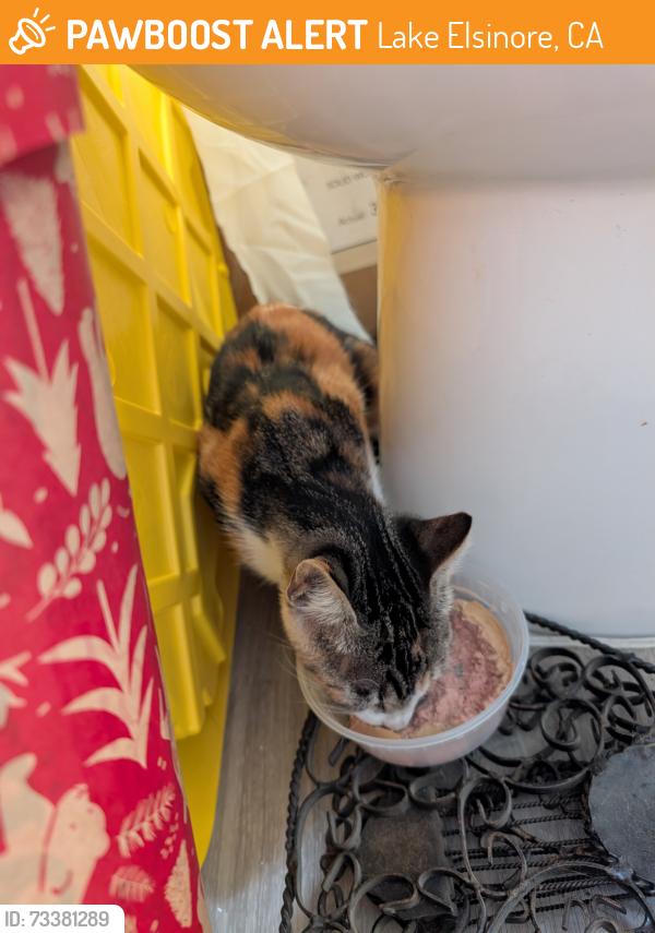 Found/Stray Female Cat last seen Riverside dr and Grand ave, Lake Elsinore, CA 92530