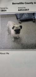 Lost Male Dog last seen Cear Chavez & broadway, Albuquerque, NM 87102