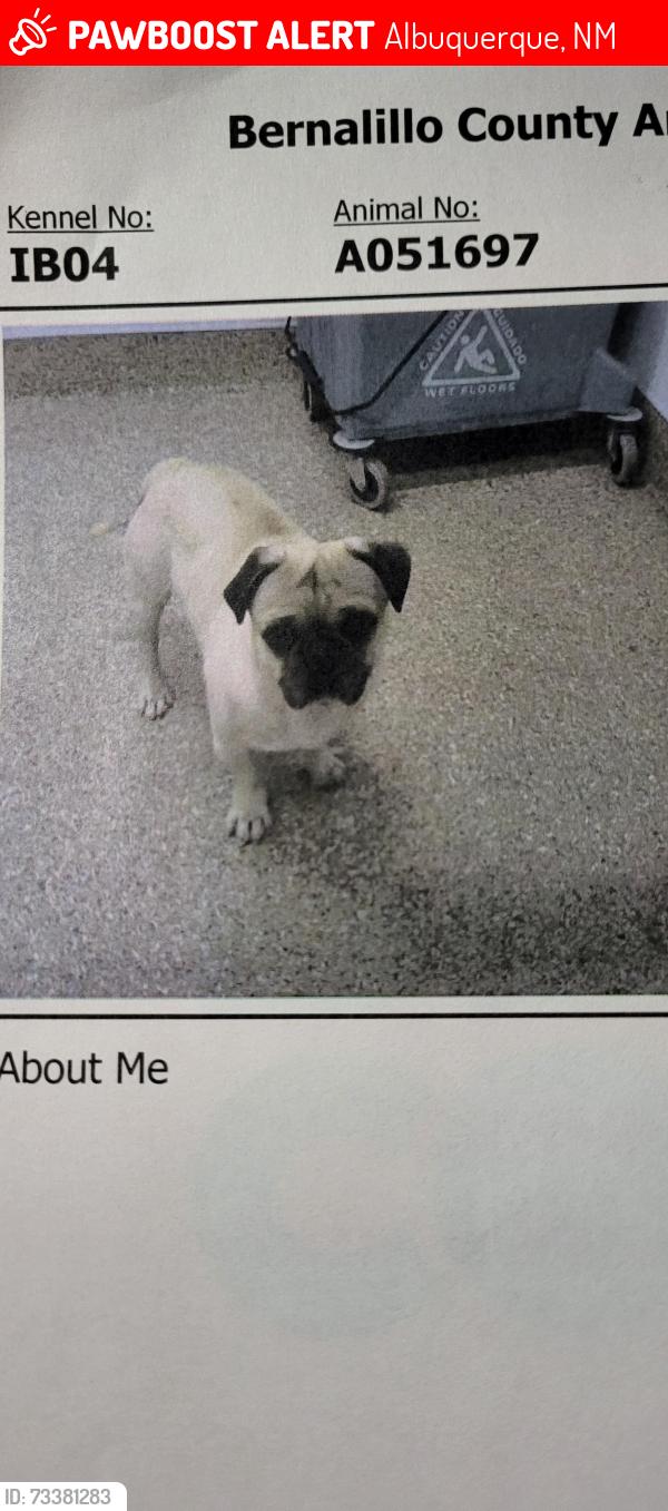 Lost Male Dog last seen Cear Chavez & broadway, Albuquerque, NM 87102