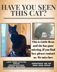 Lost Female Cat last seen Sylvan Court, New Haven Ave, Milford, CT 06460