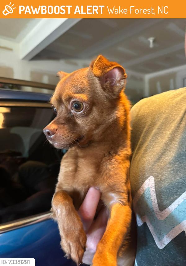 Found/Stray Unknown Dog last seen Forest Pines Dr and Green Elm, Wake Forest, NC 27587