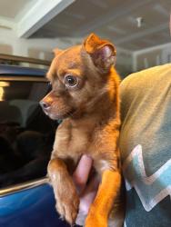 Found/Stray Unknown Dog last seen Forest Pines Dr and Green Elm, Wake Forest, NC 27587