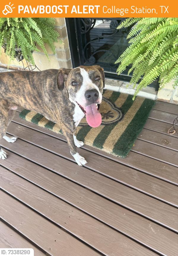 Found/Stray Male Dog last seen Blue Ridge, College Station, TX 77845