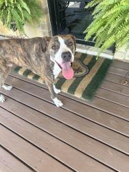 Found/Stray Male Dog last seen Blue Ridge, College Station, TX 77845