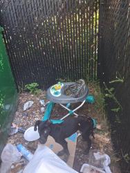 Found/Stray Male Dog last seen Sweet Water Square Apts near Smokey Bear Park, Gainesville, FL 32609