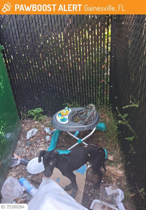 Found/Stray Male Dog last seen Sweet Water Square Apts near Smokey Bear Park, Gainesville, FL 32609