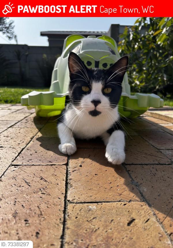 Lost Male Cat last seen Morgenster near Cape Gate, Cape Town, WC 7560