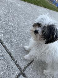 Lost Female Dog last seen Preston st and n Luzerne ave and Biddle st, Baltimore, MD 21213
