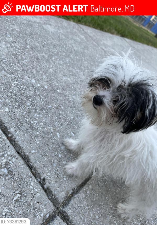 Lost Female Dog last seen Preston st and n Luzerne ave and Biddle st, Baltimore, MD 21213
