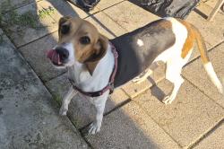 Reunited Female Dog last seen Ellison Wilson, Palm Beach County, FL 33408