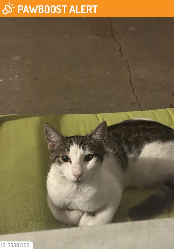 Found/Stray Unknown Cat last seen Hamilton Ave, Hamilton Township, NJ 08619