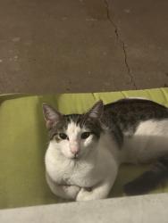 Found/Stray Unknown Cat last seen Hamilton Ave, Hamilton Township, NJ 08619
