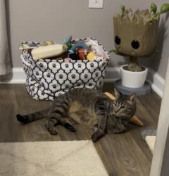 Lost Male Cat last seen Last seen in the Entrada Neighborhood, St. Augustine, FL 32084