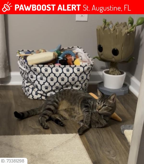 Lost Male Cat last seen Last seen in the Entrada Neighborhood, St. Augustine, FL 32084