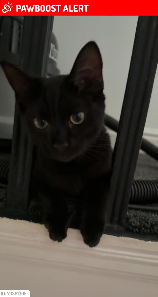 Lost Male Cat last seen Near Cranswick street entry, Greater Manchester, England M14