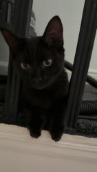 Lost Male Cat last seen Near Cranswick street entry, Greater Manchester, England M14