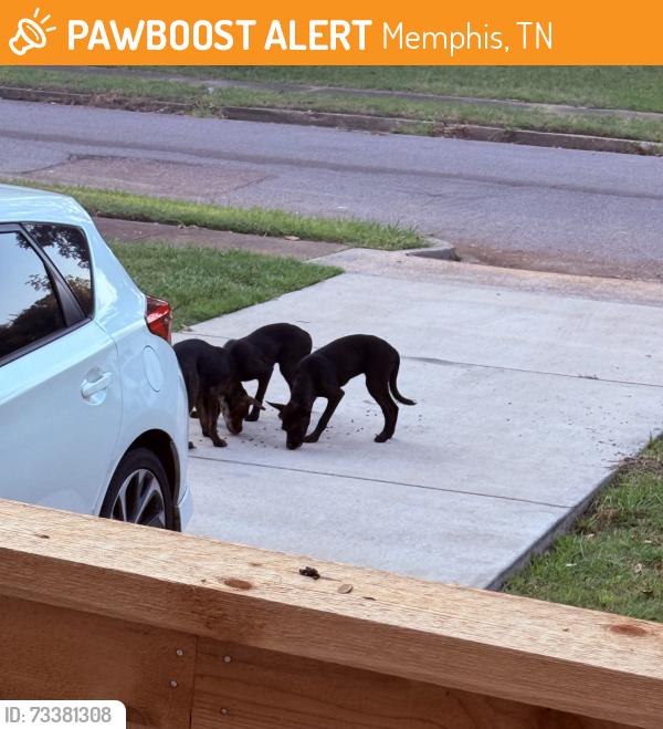 Found/Stray Unknown Dog last seen Hendricks Ave and s Prescott rd, Memphis, TN 38111