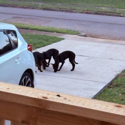 Found/Stray Unknown Dog last seen Hendricks Ave and s Prescott rd, Memphis, TN 38111