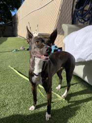 Shelter Stray Female Dog last seen El Caballo Drive, Oceanside, CA, 92057, Oceanside, CA 92058, USA