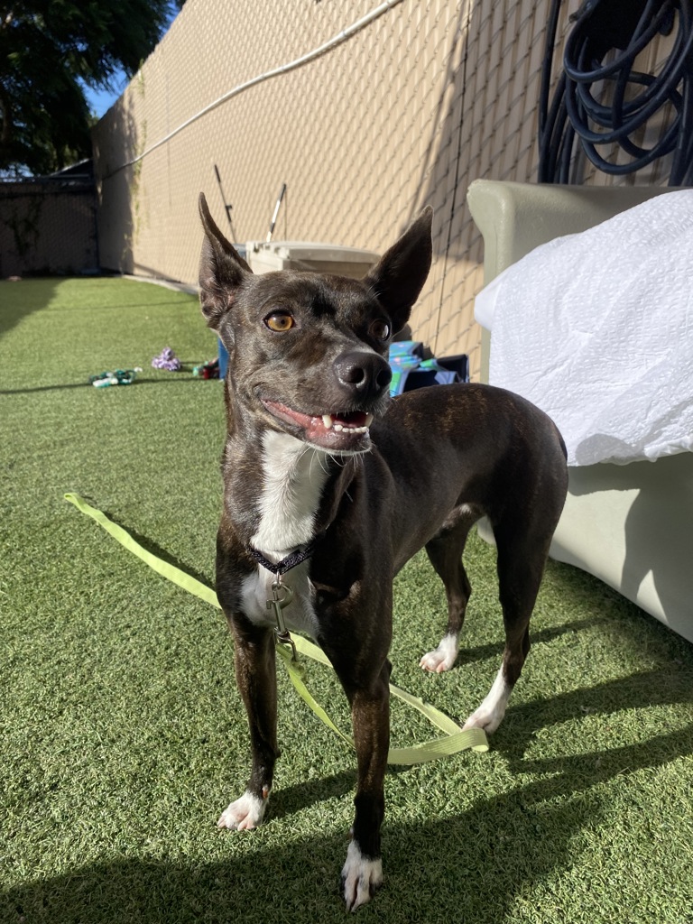 Shelter Stray Female Dog last seen El Caballo Drive, Oceanside, CA, 92057, Oceanside, CA 92058, USA