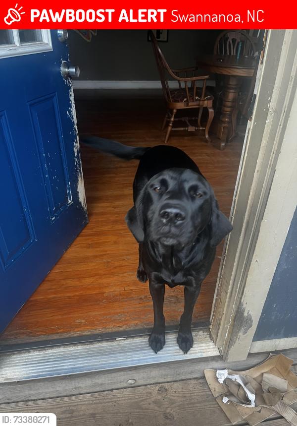 Lost Female Dog last seen Jims Branch Rd, Swannanoa, NC 28778