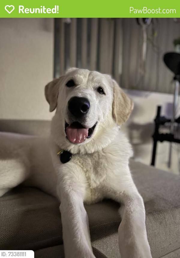 Reunited Female Dog last seen By the neighborhoods off of Buchanan and Magnolia, Riverside, CA 92503