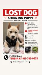 Lost Male Dog last seen Jackson Heights towards East Elmhurst, Queens, NY 11372