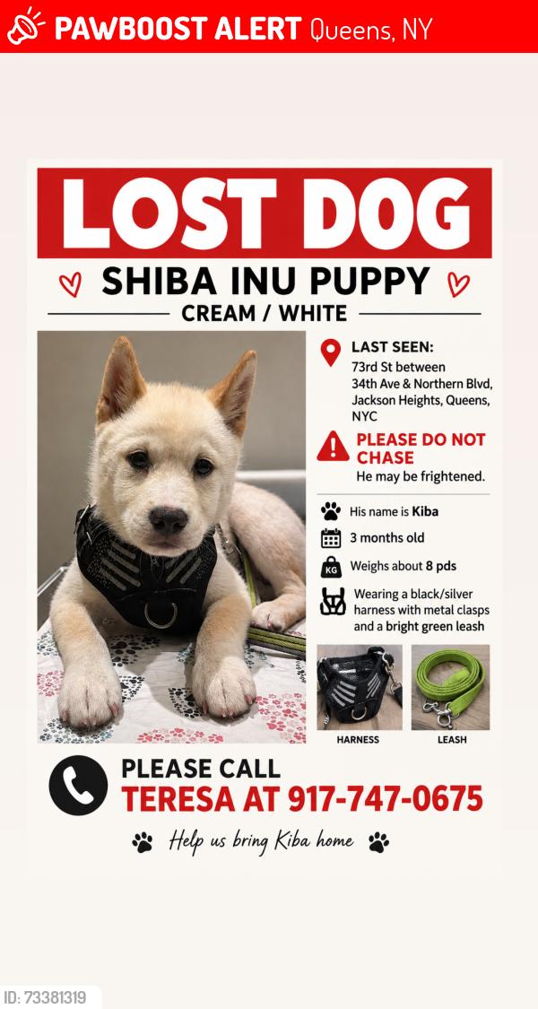 Lost Male Dog last seen Jackson Heights towards East Elmhurst, Queens, NY 11372