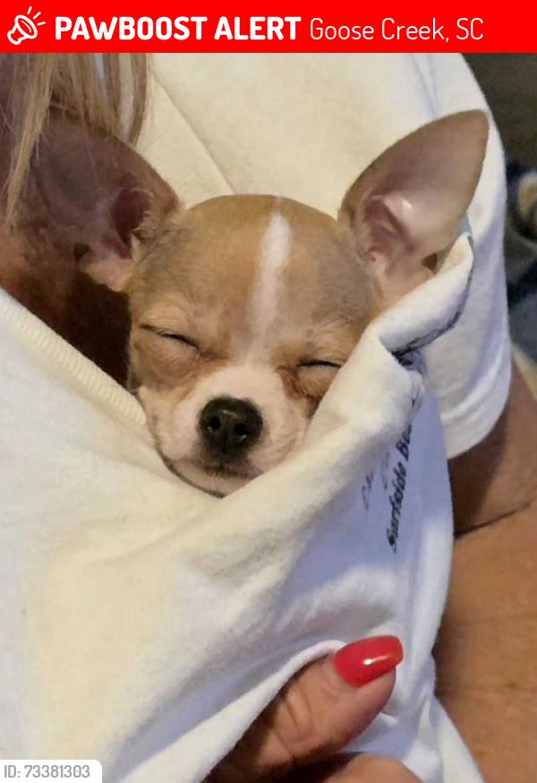 Lost Female Dog last seen Redbank road, Goose Creek, SC 29445