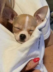 Lost Female Dog last seen Redbank road, Goose Creek, SC 29445