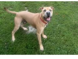 Lost Male Dog last seen Emerson and 42, Indianapolis, IN 46226