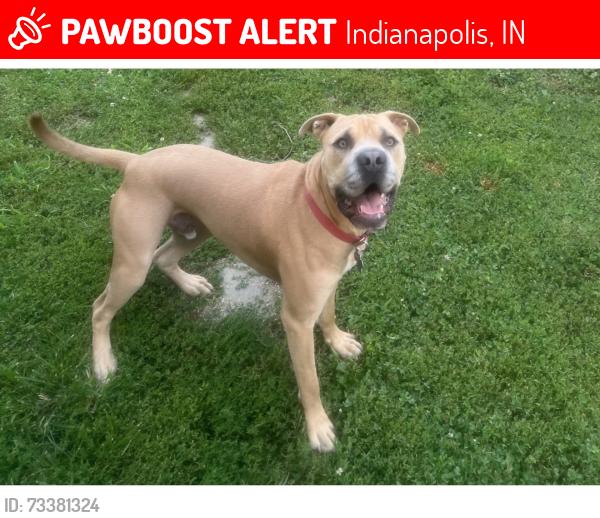 Lost Male Dog last seen Emerson and 42, Indianapolis, IN 46226