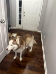 Lost Female Dog last seen Rockcrest view lane or Rock credt way, Louisville, KY 40245