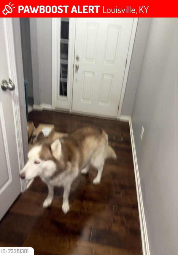 Lost Female Dog last seen Rockcrest view lane or Rock credt way, Louisville, KY 40245