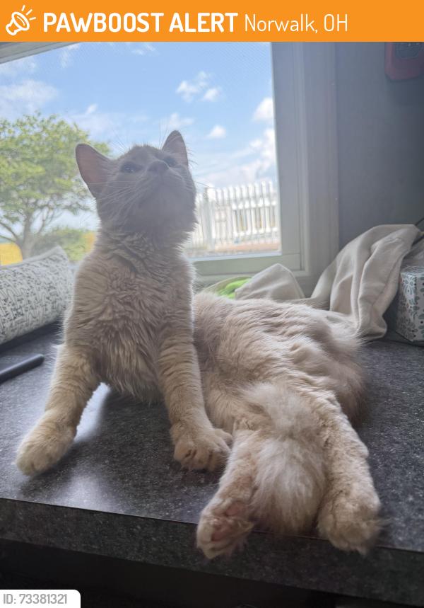 Found/Stray Unknown Cat last seen Whittlesey Avenue and Westwind Drive -- found in soybean fields behind Walmart, Norwalk, OH 44857