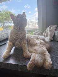 Found/Stray Unknown Cat last seen Whittlesey Avenue and Westwind Drive -- found in soybean fields behind Walmart, Norwalk, OH 44857