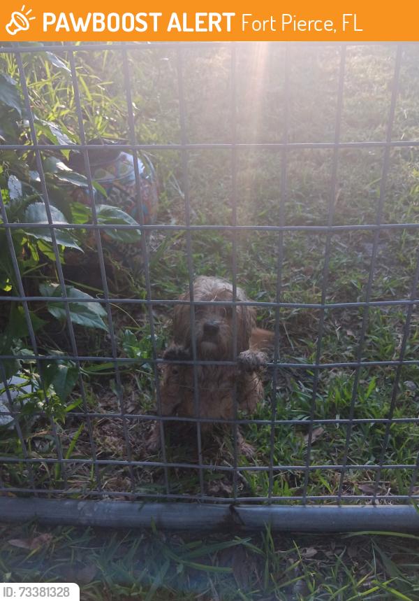 Found/Stray Male Dog last seen Winter Garden parkway, Fort Pierce, FL 34951