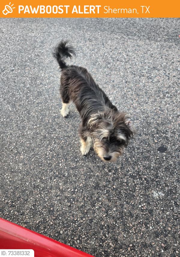 Found/Stray Unknown Dog last seen St John CME Church, Sherman, TX 75090