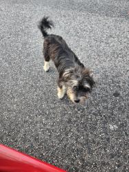 Found/Stray Unknown Dog last seen St John CME Church, Sherman, TX 75090