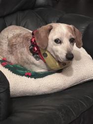 Lost Male Dog last seen Simmons, Boston, MA 02135