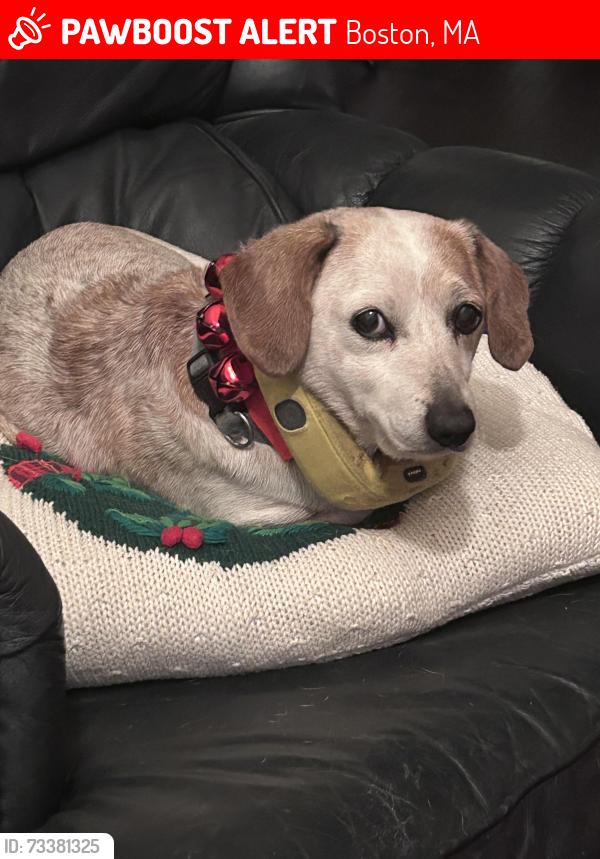 Lost Male Dog last seen Simmons, Boston, MA 02135