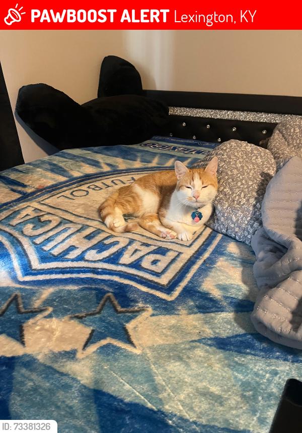Lost Male Cat last seen Greendale, Lexington, KY 40511