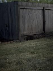 Found/Stray Unknown Cat last seen Viking Circle South, Fargo, ND 58103