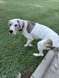 Reunited Female Dog last seen Gastonia municipal airport, Gastonia, NC 28056