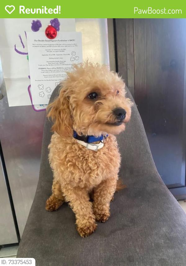 Reunited Male Dog last seen kecoughtan rd, papa johns parking lot, Hampton, VA 23661