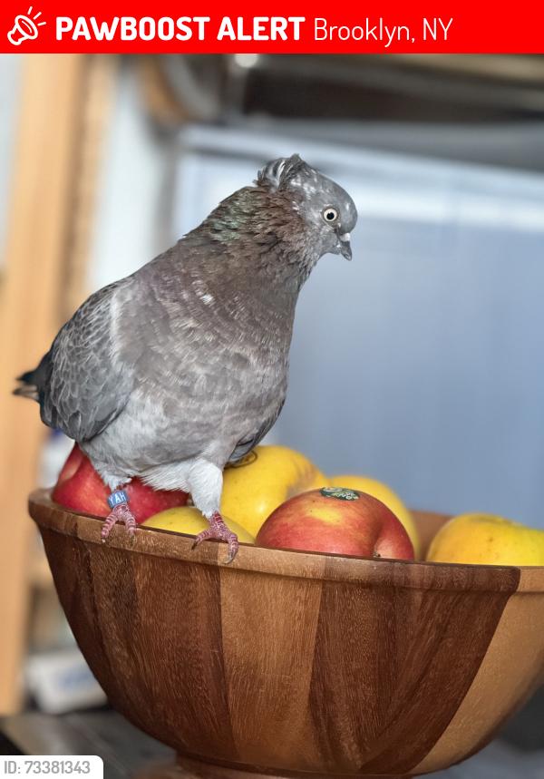Lost Male Bird last seen Near 96th street, Brooklyn, NY 11209