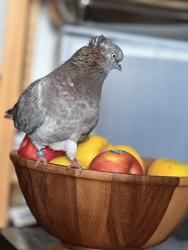 Lost Male Bird last seen Near 96th street, Brooklyn, NY 11209