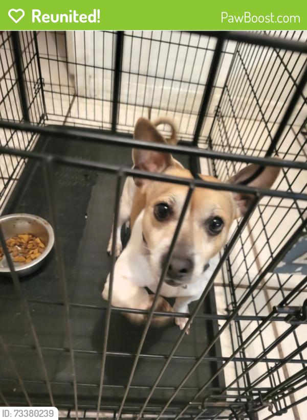 Reunited Male Dog last seen Palomar& turnpike feeder rd, Lakewood Park, FL 34951