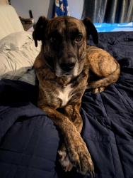 Lost Male Dog last seen Navy dr, Brooksville, FL 34609