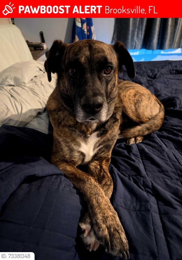 Lost Male Dog last seen Navy dr, Brooksville, FL 34609